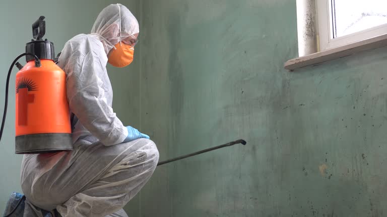 Why You Should Choose Our Mold Remediation Services in Key Largo, FL